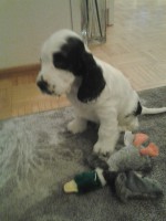 /album/patu/koirat-054-jpg/